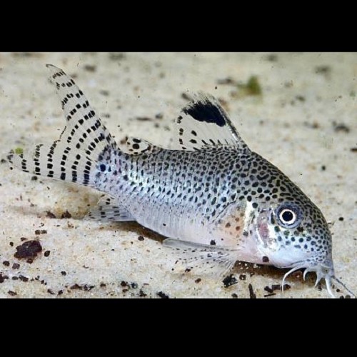 Corydoras punctatus   Pantsermeerval